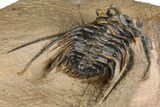 Kettneraspis Trilobite With Long Occipital Spine- Lghaft, Morocco #382852-4